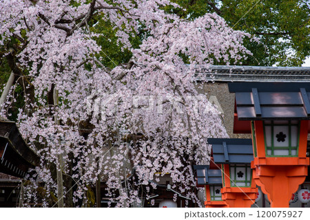 Kyoto Cherry Blossoms: The Leading Weeping Cherry Tree in Full Bloom Kyoto Cherry Blossoms: The Leading Weeping Cherry Tree in Full Bloom 120075927
