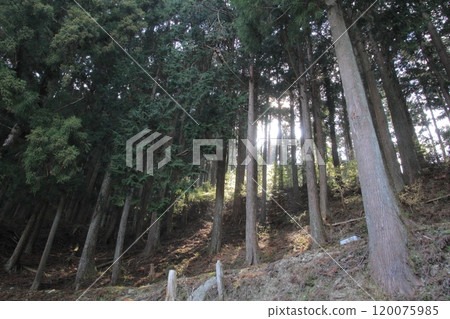 The path leading to the grounds of Yakisanji Temple, the 12th temple on the Shikoku Pilgrimage 120075985