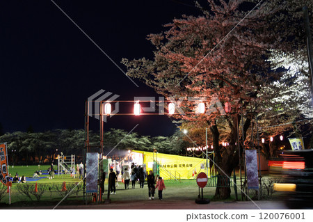 十和田政府辦公區的夜晚櫻花（青森縣十和田市） 120076001