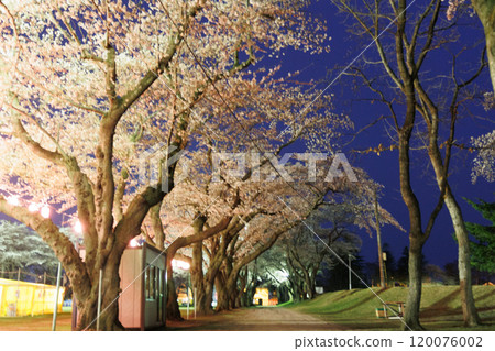 十和田政府辦公區的夜晚櫻花（青森縣十和田市） 120076002
