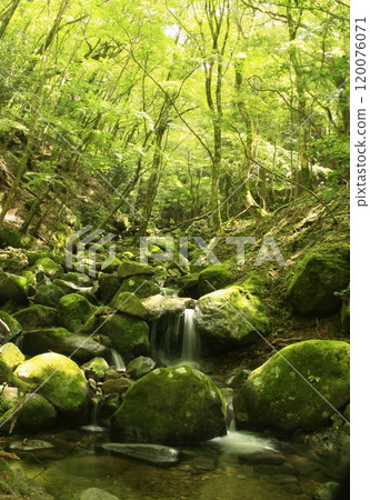 天城山毛櫸森林與山谷 天城山毛櫸森林與山谷 120076071