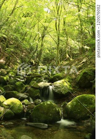 天城山毛櫸森林與山谷 120076082