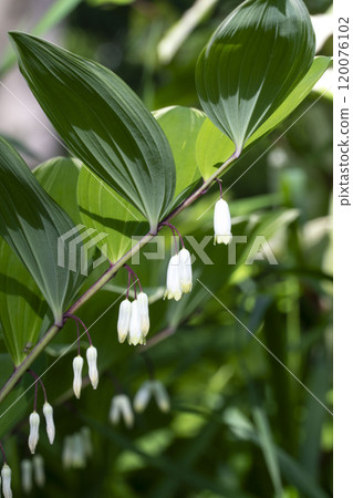 春天盛開的白色花朵 120076102