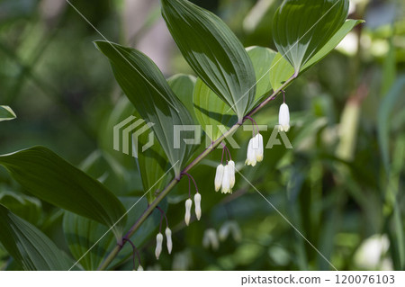 White flowers of Polygonatum maximowiczii blooming in spring 120076103
