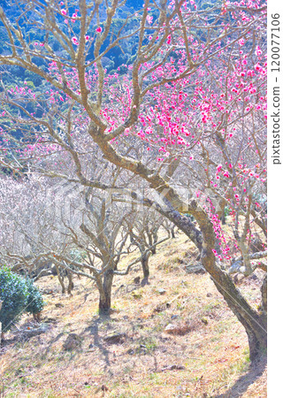 Kanto, Yugawara Plum Grove, Makuyama: A reward for a light climb, a spectacular view from the highest point, Yugawara Town, Kanagawa Prefecture (5) Kanto, Yugawara Plum Grove, Makuyama: A reward for a light climb, a spectacular view from the highest point, Yugawara Town, Kanagawa Prefecture (5) 120077106