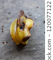 Rotten starfruit that fell to the ground 120077122