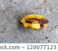Rotten starfruit that fell to the ground 120077123