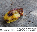 Rotten starfruit that fell to the ground 120077125