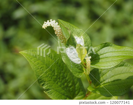 Wildflower: Japanese lantern plant Wildflower: Japanese lantern plant 120077141