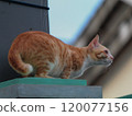 An orange cat is preparing to jump from the wall fence 120077156