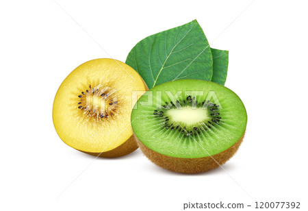 獼猴桃水果插畫金獼猴桃 120077392