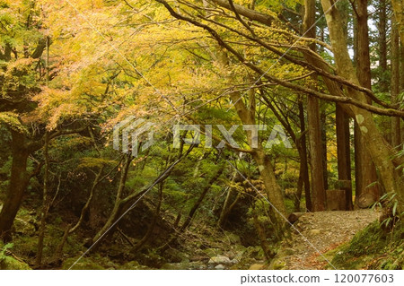 芥末田裡的秋葉 芥末田裡的秋葉 120077603