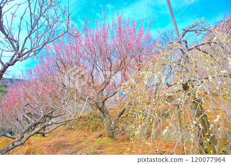 Kanto, Yugawara Plum Grove, Old trees create a Japanese atmosphere, Scenery of the eastern area of the plum grove, Yugawara Town, Kanagawa Prefecture (12) 120077964