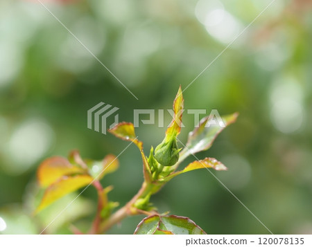 拜蘭多玫瑰花蕾 120078135