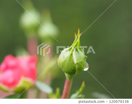 玫瑰花蕾在雨中濕潤 120078136