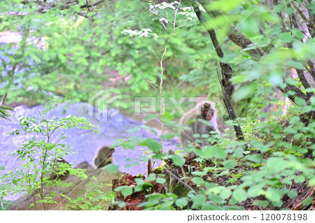 生活在栃木縣奧日光市日光市的野生猴子 120078198