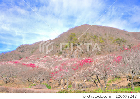 Kanto, Yugawara Plum Grove, Ume no Utage Square, overlooking Makuyama with plum blossoms in full bloom, Yugawara Town, Kanagawa Prefecture (8) 120078248