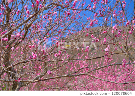 Kanto, Yugawara Plum Grove, Japanese white-eyes flying around the plum blossoms and sucking nectar, a Japanese landscape enjoying spring, Yugawara Town, Kanagawa Prefecture (2) 120078604