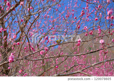 Kanto, Yugawara Plum Grove, Japanese white-eyes flying around the plum blossoms and sucking nectar, a Japanese landscape enjoying spring, Yugawara Town, Kanagawa Prefecture (3) 120078605