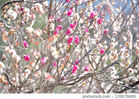 Kanto, Yugawara Plum Grove, Japanese white-eyes flying around the plum blossoms and sucking nectar, a Japanese landscape enjoying spring, Yugawara Town, Kanagawa Prefecture (6) Kanto, Yugawara Plum Grove, Japanese white-eyes flying around the plum blossoms and sucking nectar, a Japanese landscape enjoying spring, Yugawara Town, Kanagawa Prefecture (6) 120078608