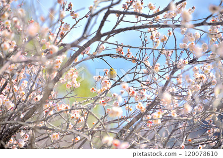 關東湯河原梅林,繡眼鳥飛繞梅花吮吸花蜜,日本賞春風景,神奈川縣湯河原町(8) 關東湯河原梅林,繡眼鳥飛繞梅花吮吸花蜜,日本賞春風景,神奈川縣湯河原町(8) 120078610