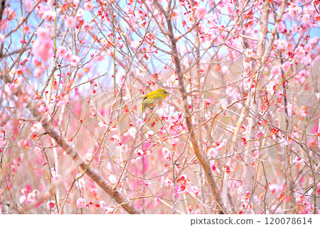 Kanto, Yugawara Plum Grove, Japanese white-eyes flying around the plum blossoms and sucking nectar, a Japanese landscape enjoying spring, Yugawara Town, Kanagawa Prefecture (12) Kanto, Yugawara Plum Grove, Japanese white-eyes flying around the plum blossoms and sucking nectar, a Japanese landscape enjoying spring, Yugawara Town, Kanagawa Prefecture (12) 120078614