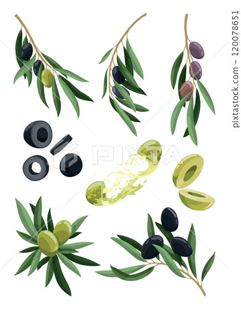 Olives trees branches set with leaves, green and black fruits. Vegan organic natural product. Leaves for creating patterns, menu or labels. Vector drawing plant isolated on white background 120078651