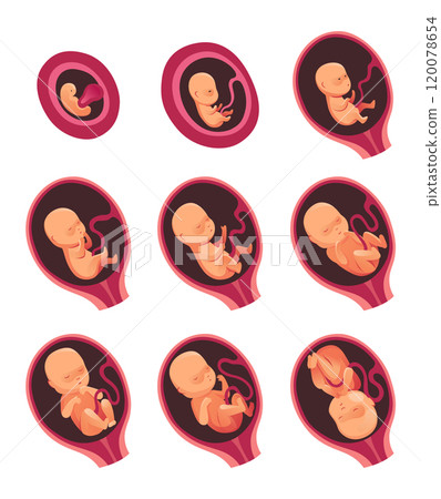 Embryonic month stage growth, fetal development vector flat infographic icons. Medical illustration of foetus cycle from 1 to 9 month to birth 120078654