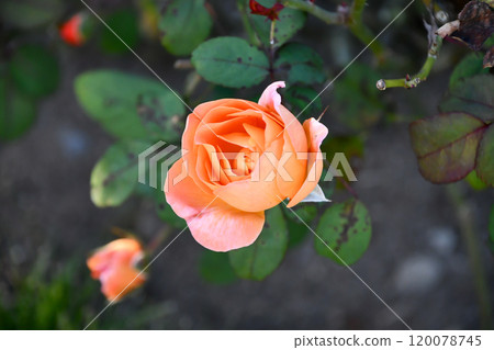 Rose "Lady Emma Hamilton" Rose "Lady Emma Hamilton" 120078745