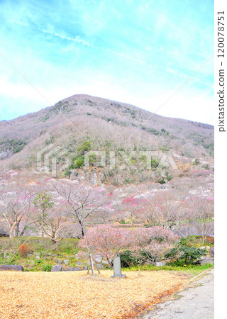Kanto, Yugawara Plum Grove, Makuyama covered in plum blossoms in full bloom, as seen from the park plaza where the Plum Festival is held, Yugawara Town, Kanagawa Prefecture (2) 120078751