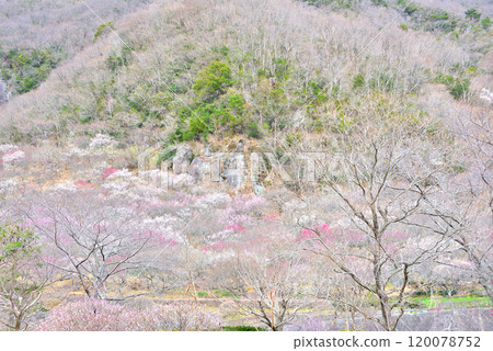 Kanto, Yugawara Plum Grove, Makuyama covered in plum blossoms in full bloom, as seen from the park plaza where the Plum Festival is held, Yugawara Town, Kanagawa Prefecture (3) Kanto, Yugawara Plum Grove, Makuyama covered in plum blossoms in full bloom, as seen from the park plaza where the Plum Festival is held, Yugawara Town, Kanagawa Prefecture (3) 120078752