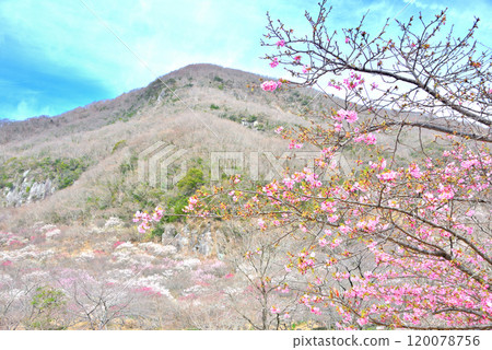 Kanto, Yugawara Plum Grove, Makuyama covered in plum blossoms in full bloom, as seen from the park plaza where the Plum Festival is held, Yugawara Town, Kanagawa Prefecture (7) Kanto, Yugawara Plum Grove, Makuyama covered in plum blossoms in full bloom, as seen from the park plaza where the Plum Festival is held, Yugawara Town, Kanagawa Prefecture (7) 120078756