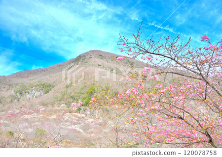 Kanto, Yugawara Plum Grove, Makuyama covered in plum blossoms in full bloom, as seen from the park plaza where the Plum Festival is held, Yugawara Town, Kanagawa Prefecture (9) 120078758