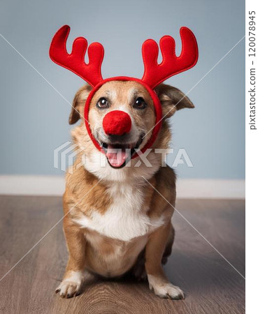 一隻紅鼻子的狗,角來自紅鼻子馴鹿“魯道夫” 一隻紅鼻子的狗,角來自紅鼻子馴鹿“魯道夫” 120078945