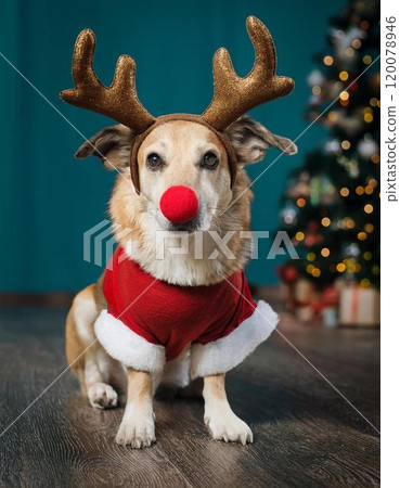 一隻紅鼻子的狗,角來自紅鼻子馴鹿“魯道夫” 一隻紅鼻子的狗,角來自紅鼻子馴鹿“魯道夫” 120078946