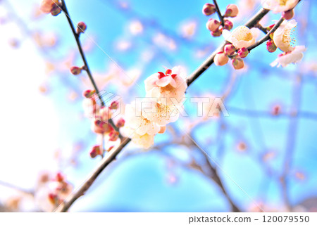 Kanto, Yugawara Plum Grove, Plum Banquet, Image of Plum Blossoms, Cute Pink Plum Blossoms, Yugawara Town, Kanagawa Prefecture (4) Kanto, Yugawara Plum Grove, Plum Banquet, Image of Plum Blossoms, Cute Pink Plum Blossoms, Yugawara Town, Kanagawa Prefecture (4) 120079550
