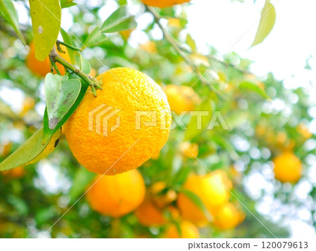 Homemade Yuzu Syrup 120079613