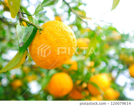 Homemade Yuzu Syrup 120079614