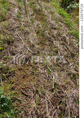 [November] Onions (3 weeks after planting) Photographed in a home garden (Yamato City, Kanagawa Prefecture) 120079720