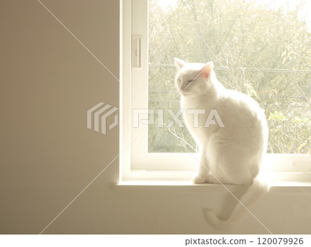 White cat sitting on the windowsill White cat sitting on the windowsill 120079926