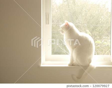 White cat sitting on the windowsill 120079927