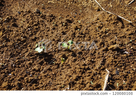 [November] Radish sprouts (one week after sowing) Photographed in a home garden (Yamato City, Kanagawa Prefecture) 120080108