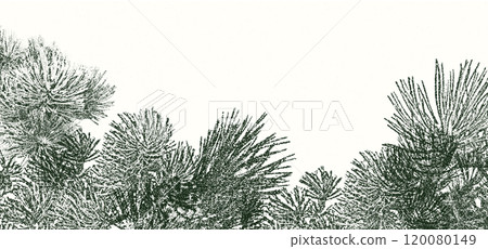 Background for Christmas with pine needles and small pine cones Background for Christmas with pine needles and small pine cones 120080149