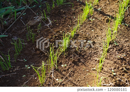 [11月]大蔥苗（發芽後1週、播種後2週）地點：自家花園（神奈川縣大和市） 120080181