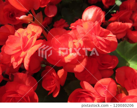 Riggers Begonia 120080206