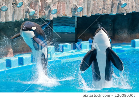 Killer whale: King of the sea jumping out of the water 120080305