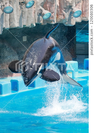 虎鯨，從水面跳躍的海洋之王 120080306