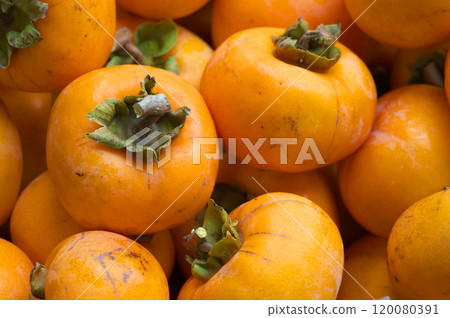 大量收穫的柿子果實 120080391