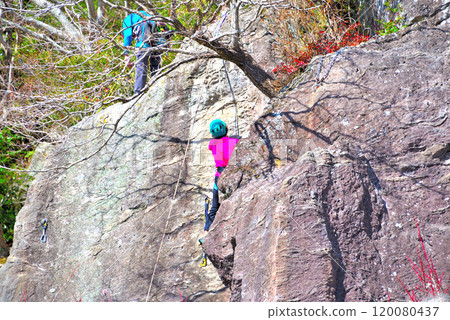 關東湯河原梅林 神奈川縣湯河原町以攀岩聞名的幕山公園梅林盛開 (4) 120080437