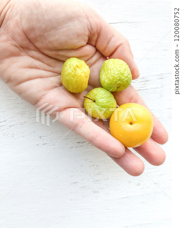 fresh ripe and dry wrinkled plums on palm. Dehydration fresh ripe and dry wrinkled plums on palm. Dehydration 120080752